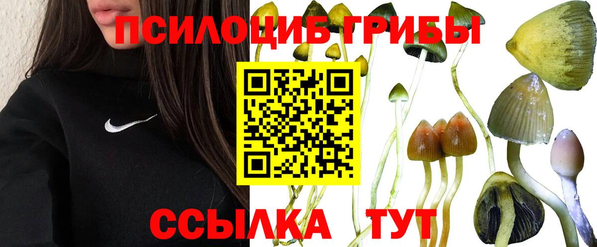 Галлюциногенные грибы Psilocybe  Вход с VPN  Псилоцибиновые грибы MAGIC MUSHROOMS  продажа наркотиков  Сальск 
